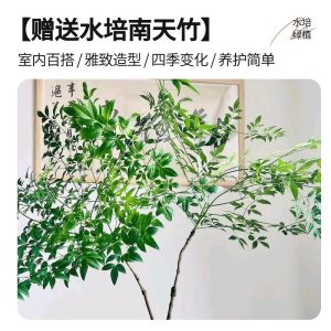 Cream style three-dimensional entrance decoration painting, hydroponic green plants, living room hanging painting, sandstone texture creativity, high-end wall lamp painting